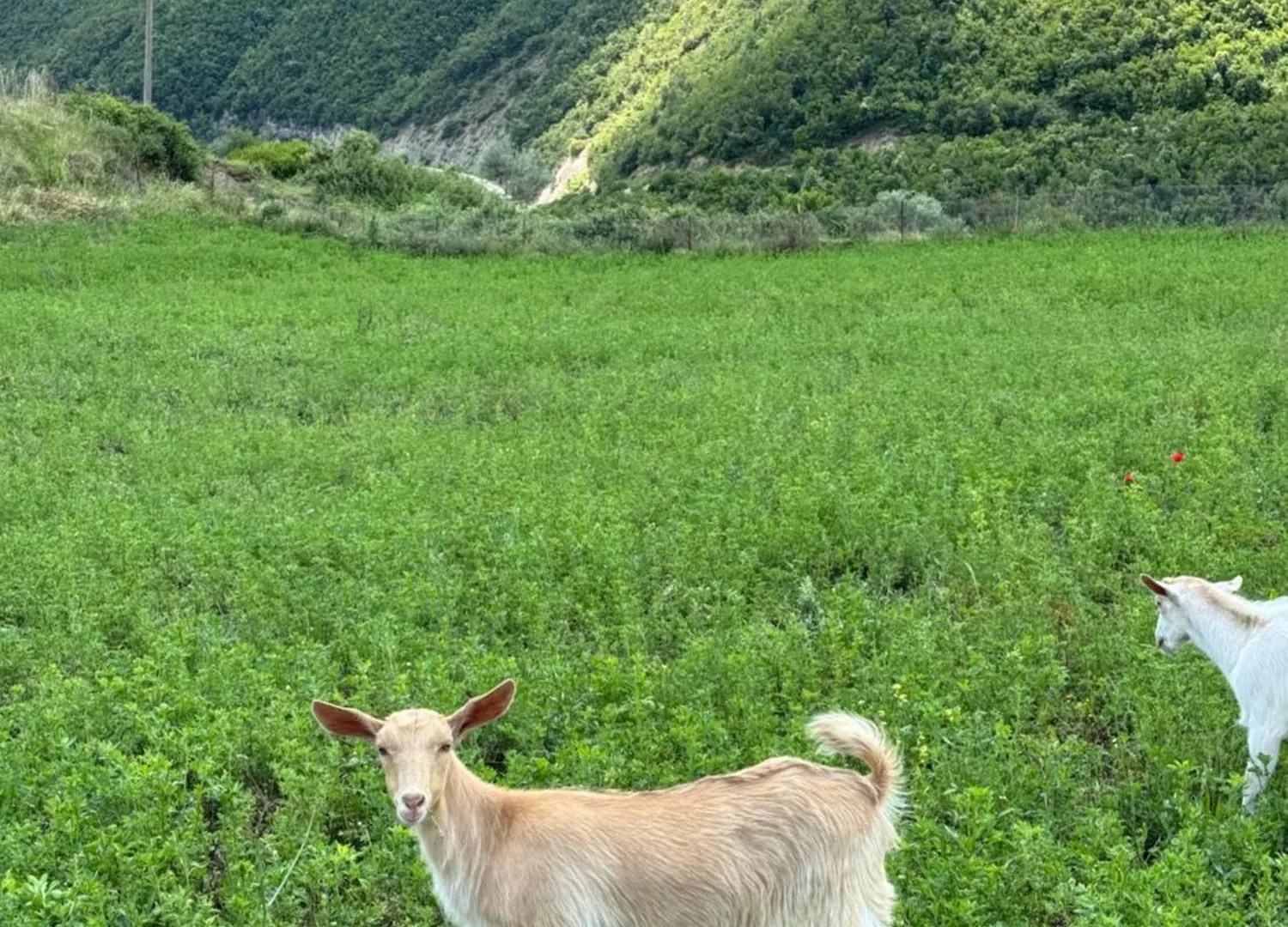 Farm River And Kanoe Polican 0*,  阿尔巴尼亚